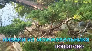 Ниваки из можжевельника китайского Блю Альпс.