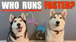 Which Husky Is Faster? Male vs. Female Siberian Husky!
