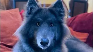 THE HUGE BLUE WOLFDOG - Part 2