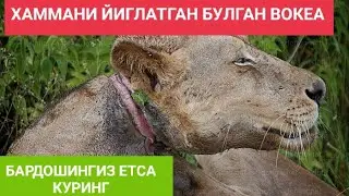 Бу дахшат! Хаммани йиглатган булган вокеа! 