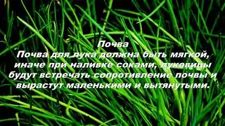 Как глубина посадки Лука под зиму влияет на общий объем урожая?