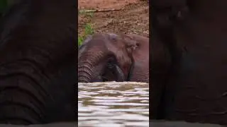 Did You Know That Adult Elephants Sleep Standing Up? 🐘