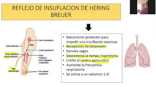 reflejo de insuflación de Hering Breuer y zonas del pulmon