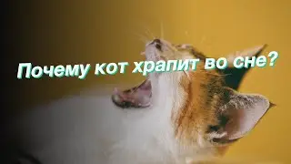 Почему кот храпит во сне?