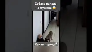 Собака напала на мужика 😱 #pitbull #dog #amstaffinit #амстафф #собака #собаки