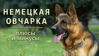 НЕМЕЦКАЯ ОВЧАРКА. Плюсы и минусы породы GERMAN SHEPHERD