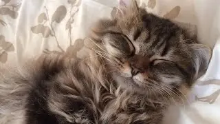 😂 Funniest Cats Videos 😺🐶 || 🥰😹 Hilarious Animal Compilation №653