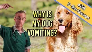 Why is My Dog Vomiting (but otherwise happy)? - Dog Health Vet Advice