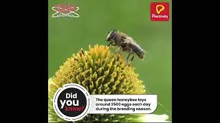 Interesting Fact About The Honey Bee | Science Be Crazy