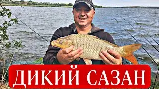 КЛЮЮТ ПАРОВОЗЫ_РЕКА ДНЕПР ДИКИЙ САЗАН #рыбалка #рыбалка2024 #днепр