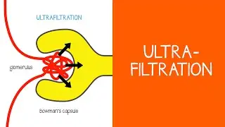 2.1 Renal: Ultrafiltration