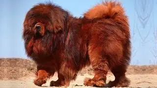 The BIGGEST DOGS In The World