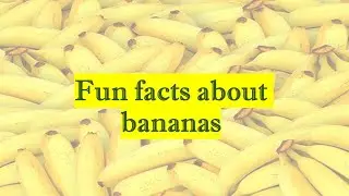 Fun fact about bananas