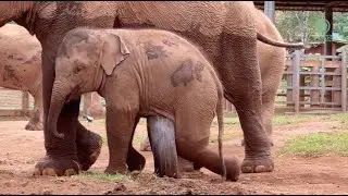 Adorable Playful Baby Elephant Jun - ElephantNews