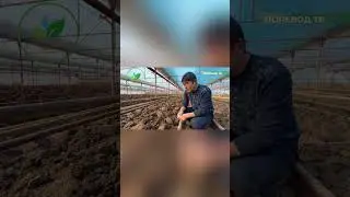 ПОДГОТОВКА ПОЧВЫ В ТЕПЛИЦЕ! 