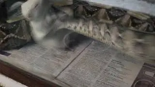 The Awesome Speed Of The Gaboon Viper