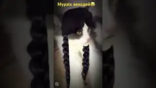 Мурзік венсдей😂 #тренды #cats #cutecats #funnycatsvideos #врекомендации