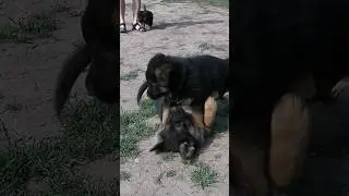 Land sharks. German Shepherd puppies 40 days old.