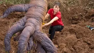 How To Harvest Giant Chicken Feet Root | The most mysterious root in the deep forest