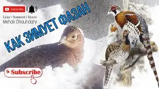 Как зимует фазан...