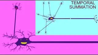 SYNAPSE: TEMPORAL SUMMATION