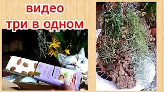 Орхидеи - посылка, подарок и как посадить орхидею Хилошиста на блок 🧵🧶😃