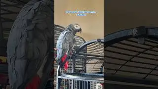 Insults, wolf whistles & offerings! #talkingparrot #funnyparrot #africangray #birds