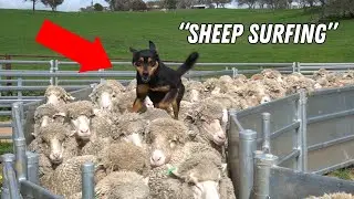 10 dog breeds known for unique STRANGE behaviors