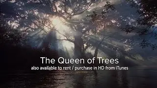 The Queen of Trees - OFFICIAL