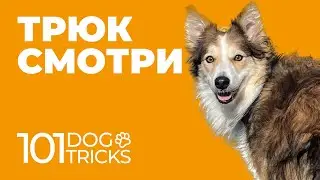 Команда Смотри 🐩 Научить собаку смотреть на хозяина отвернувшись 🐾 Обучить подглядывать по команде 🐶