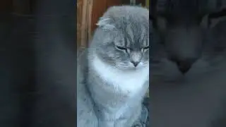 На крылечке вечером 🐕😼