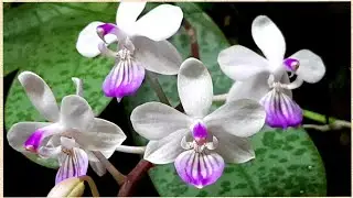 Phalaenopsis  lindenii и другие. Орхидеи на блоке. Фаленопсис  уход в домашних условиях.