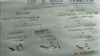 Type of Muscle Contraction | TCML