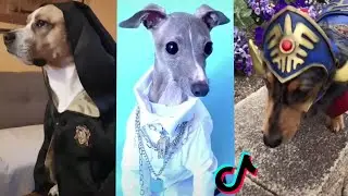 COSPLAY DOG COMPILATION 🦮 DOG COSPLAY FUNNY 🐕‍🦺 TIKTOK TREND COMPILATION