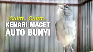 KENARI GACOR UNTUK MANCING KENARI MACET BUNYI