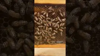 Can You Find the Queen Bee? (She's Laying an Egg!)