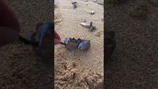 CRAB AND MAGIC WAND