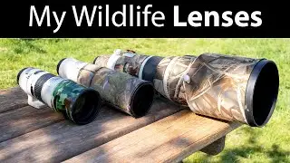 Wildlife Photography Lenses: 300mm f/4, 400mm f/5.6, 500mm f/4 (My Lens Evolution)