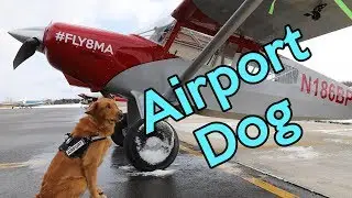 The Pup that protects Pilots!