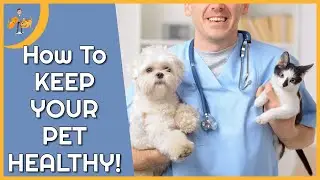 The 5 Steps to Keeping YOUR Pet Healthy (+ free guide)