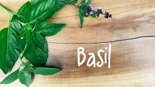 How to Grow Basil | IN BETH'S GARDEN