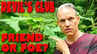 DEVIL'S CLUB Friend or Foe? Benefits & side effects of Oplopanax Horridus