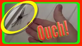 Huntsman Spider Captured in My Bedroom
