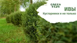 Ивы кустарники и не только. Как сделать стильный сад с помощью ив