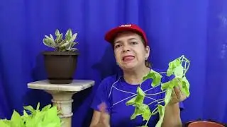 ¿ Cómo PROPAGAR PLANTAS IPOMEAS ?. Paso a paso liclonny.