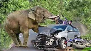 OMG! Crazy Elephants Rush Out Onto Main Road To Attack Cars And Tourists Right At Edge Of Abyss