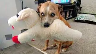 Funny ANIMAL Videos make us Laugh 🤣 New Funny Animals 2024