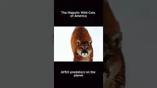 The wildcats in America.. #wildlife #america #documentary #animals #nature #cat #wildanimals #usa