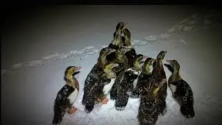 ПЕРВЫЙ СНЕГ В ДЕРЕВНЕ/