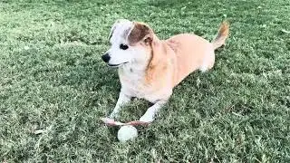 Cute Dog FOX is a Hero and Ball catcher! #hero #dog #pet  #diglover